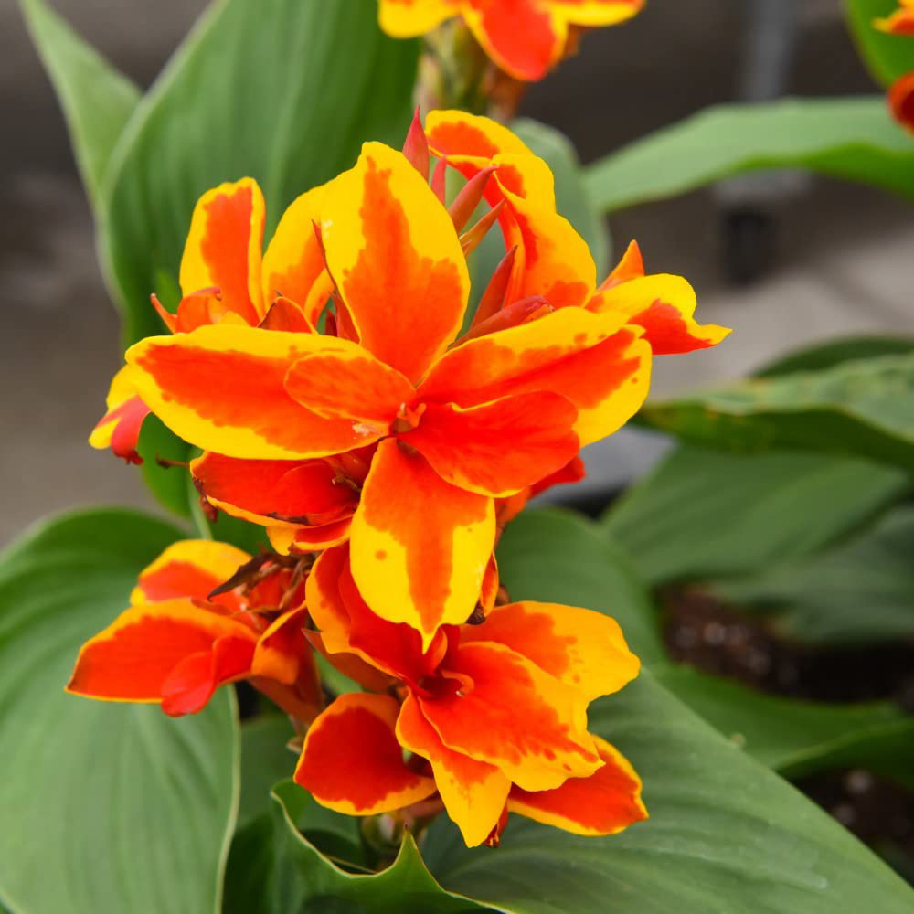 Thompson and Morgan Canna Cannova Red Golden Flame Plant Pot 9cm Image 1