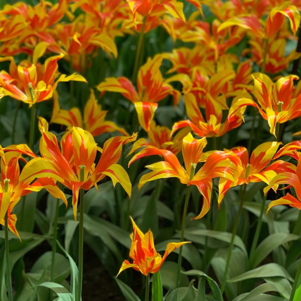 Thompson and Morgan Tulip Fire Wings Bulbs 16 Pack Image 3