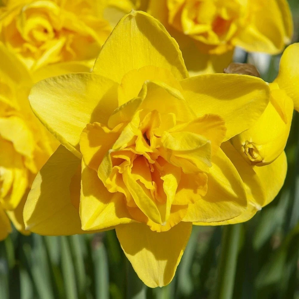 Thompson and Morgan Daffodil Dick Wilden Planting Bulb 32 Pack Image 4
