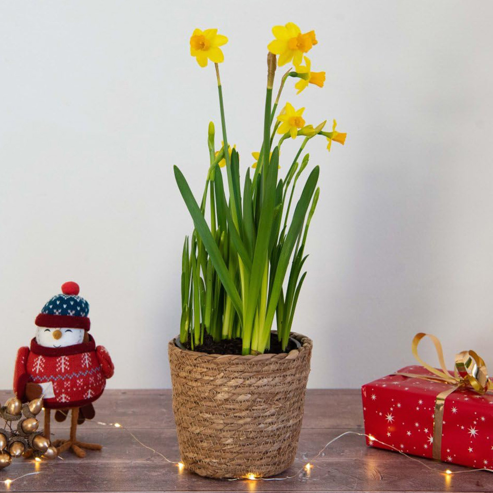 Thompson and Morgan Christmas Gift Narcissus Flower Basket 14cm 2 Pack Image 1