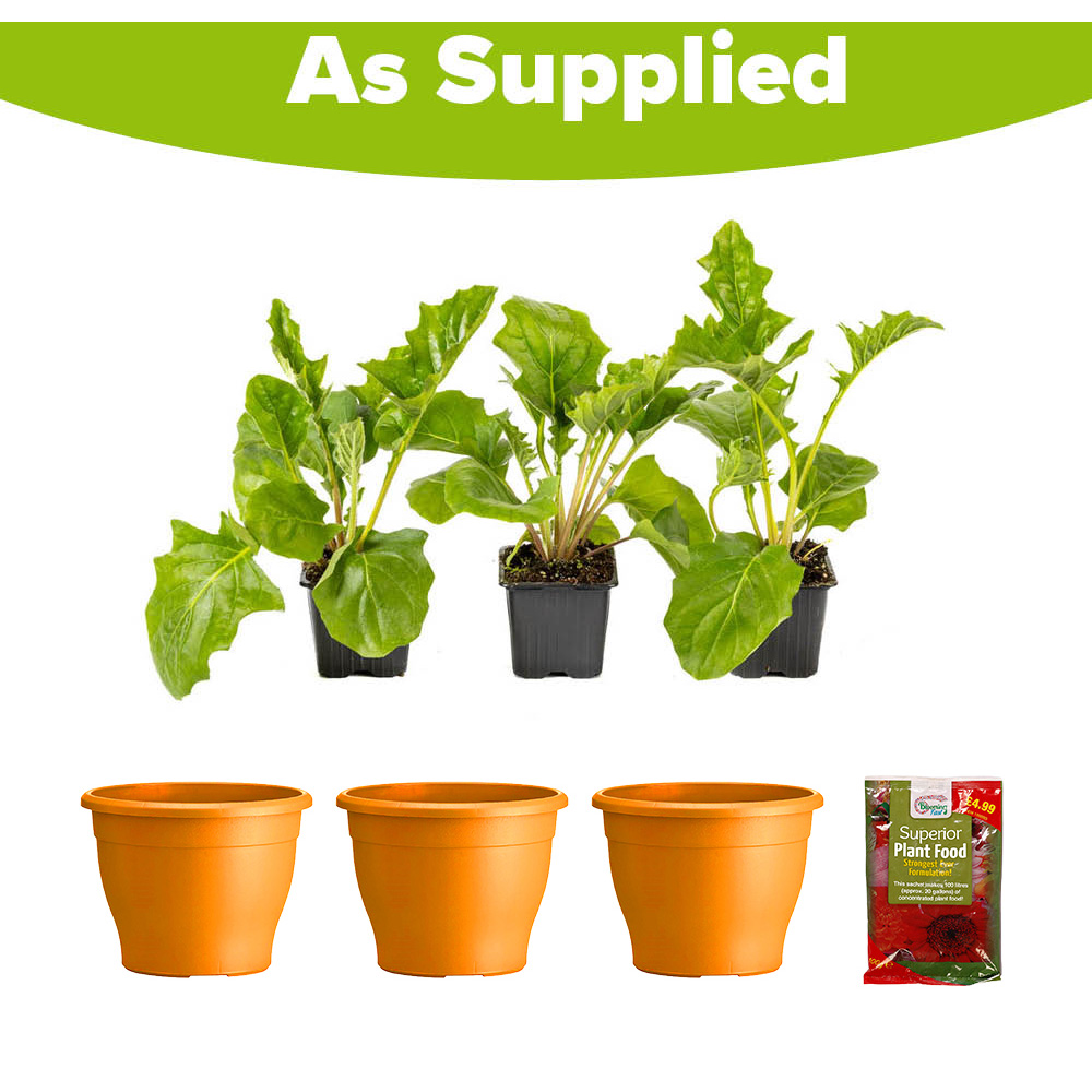 YouGarden Orange Gerbera Sunshaper Collection Plant Pot with Fertiliser 3 Pack Image 5