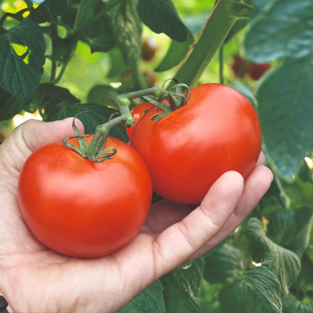 Thompson & Morgan Tomato Alicante Peat Free Plug Plant 3 Pack Image 1