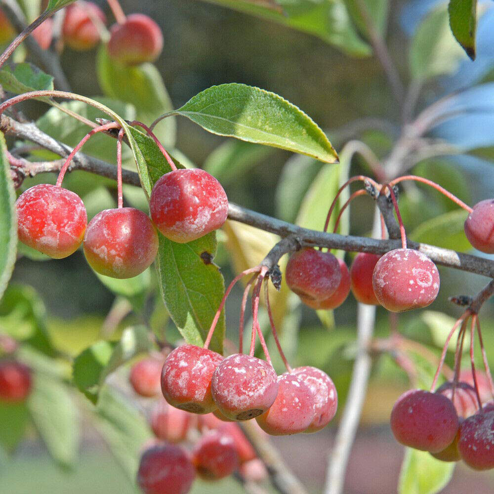 Thompson and Morgan Malus Crab Apple Sugar Tyme Plant Pot 12L Image 3