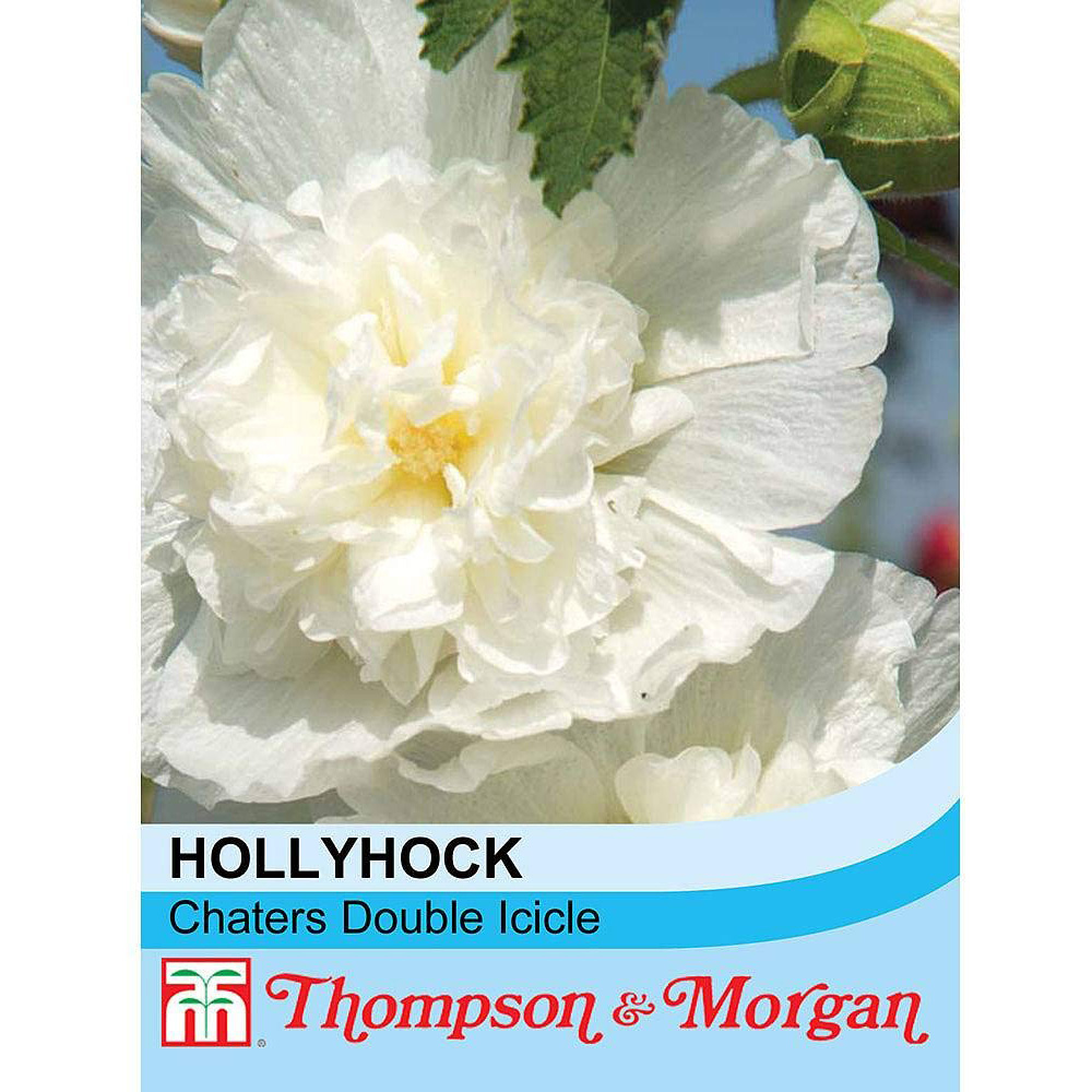 Thompson & Morgan Hollyhock Chaters Double Icicle Seeds Image 2