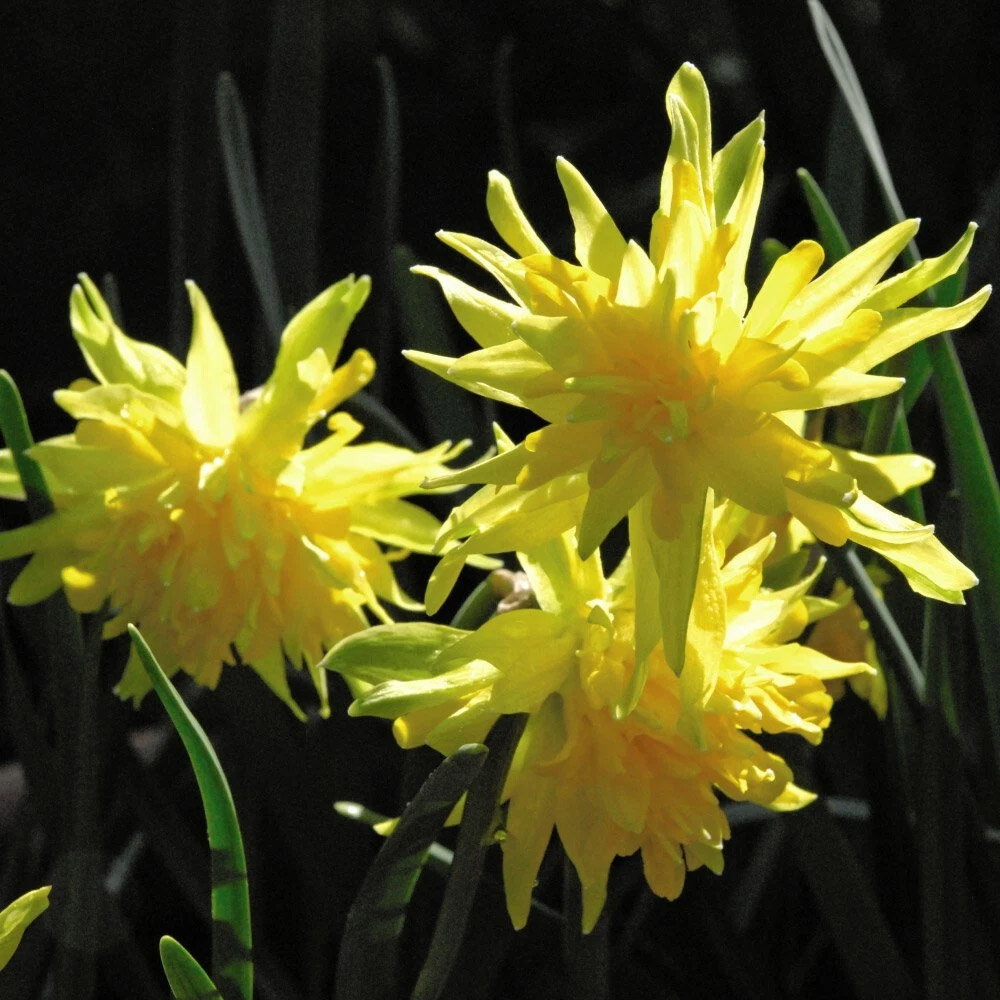 Thompson and Morgan Daffodil Rip Van Winkle Spring Planting Bulb 20 Pack Image 4
