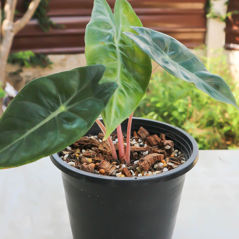 YouGarden Pink Elephant Ear Alocasia Pink Dragon Plant Pot 12cm Image 2