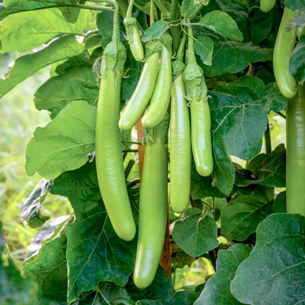 Thompson and Morgan Aubergine Green Knight F1 Seeds Image 1