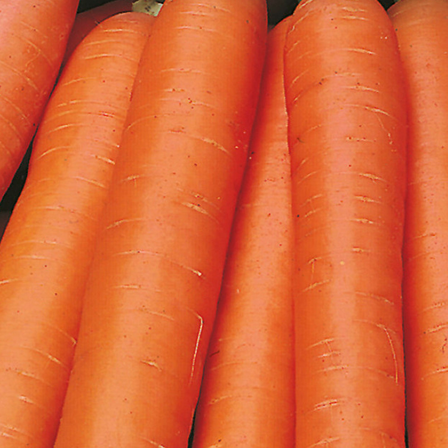 Johnsons Nantes 5 Carrot Seeds Image 1