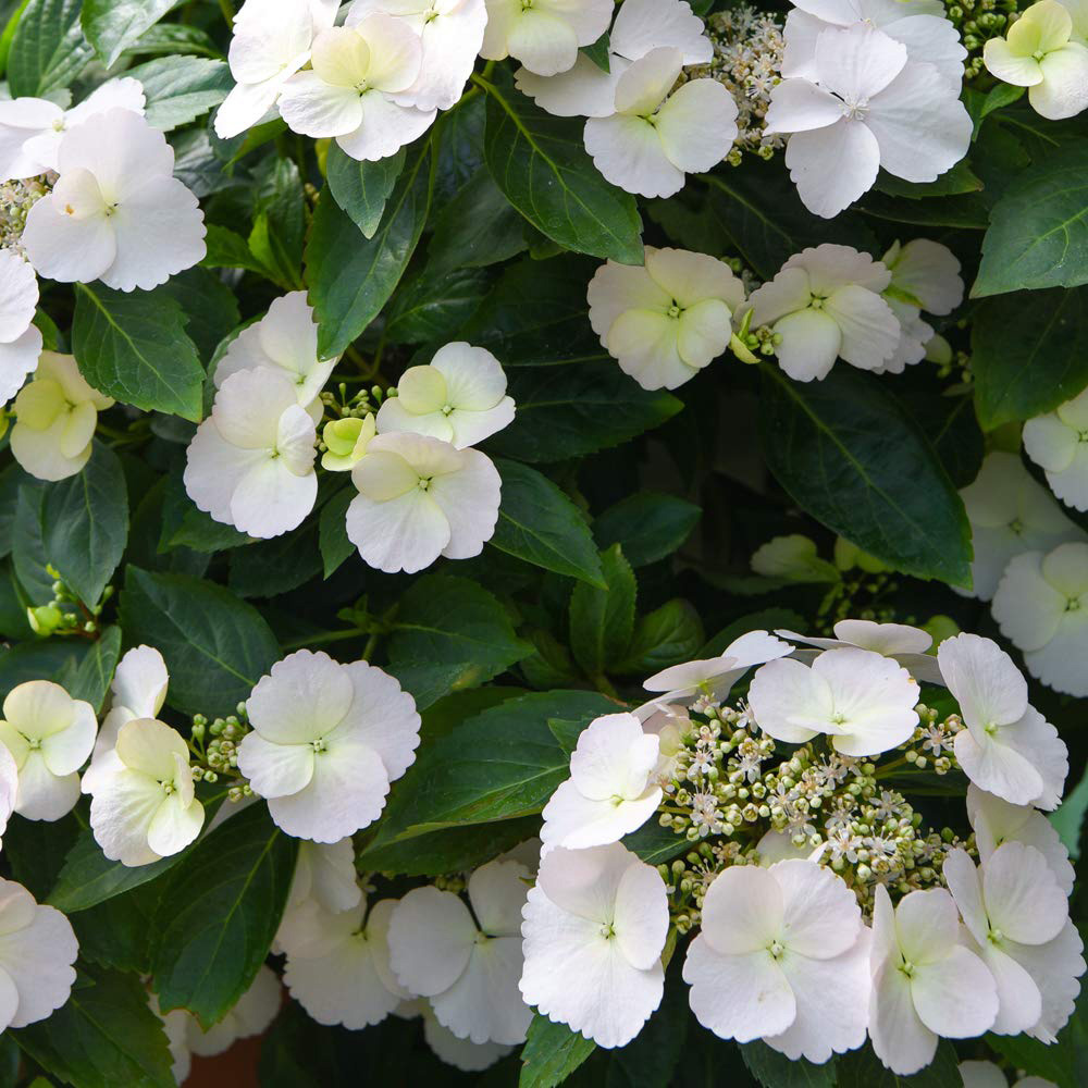 Thompson and Morgan Hydrangea Runaway Bride Plant Pot 13cm 2 Pack Image 5