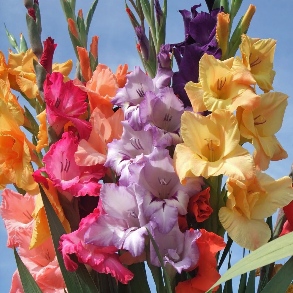 Thompson and Morgan Gladioli Mixed Planting Bulb 50 Pack Image 2