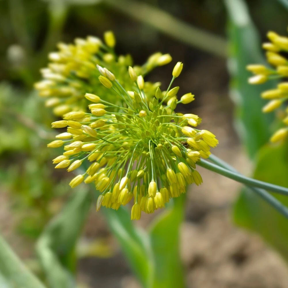 Thompson and Morgan Allium Yellow Fantasy Planting Bulb 12 Pack Image 4