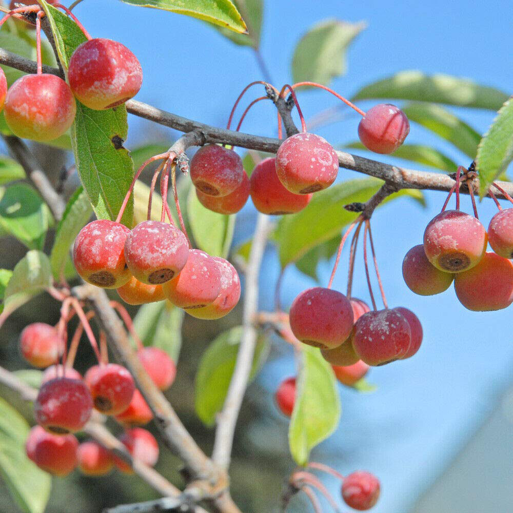 Thompson and Morgan Malus Crab Apple Sugar Tyme Plant Pot 12L Image 1