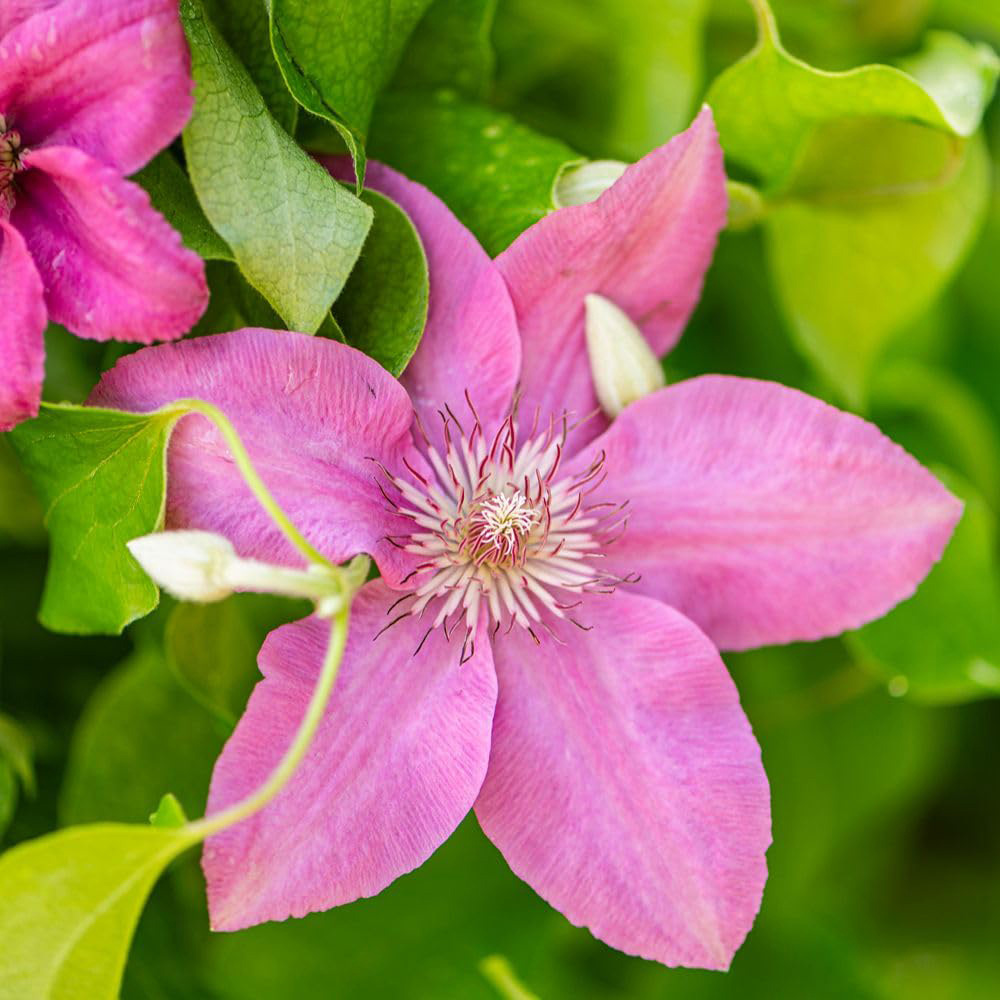 Thompson and Morgan Clematis Bridgewater Plant Pot 3L 2 Pack Image 4