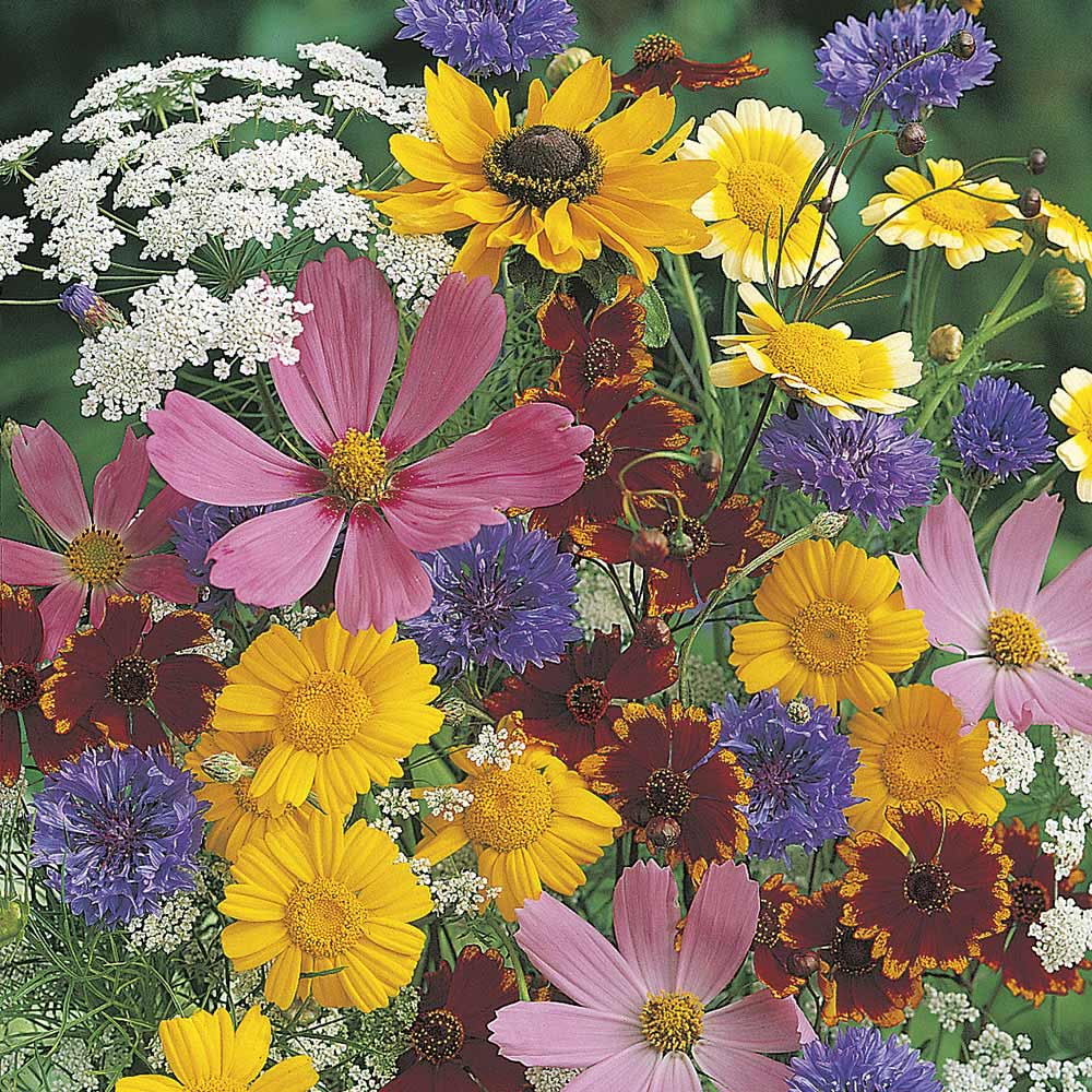 Wilko Butterfly Mix Seeds Image 1
