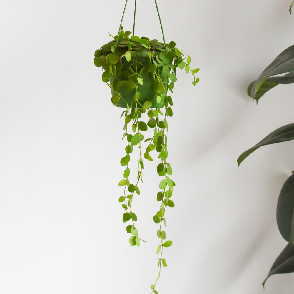 Thompson and Morgan Button Orchid Dischidia Nummularia Hanging Plant Pot 14cm 2 Pack Image 1