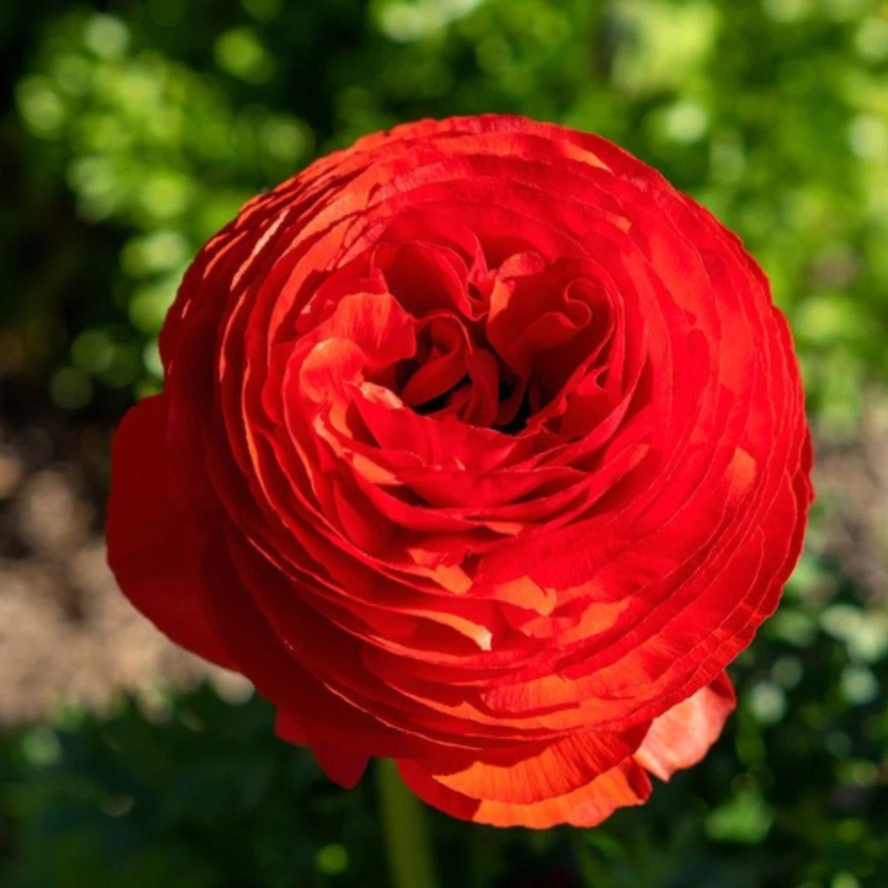 Thompson and Morgan Ranunculus Red Autumn Planting Bulb 16 Pack Image 5