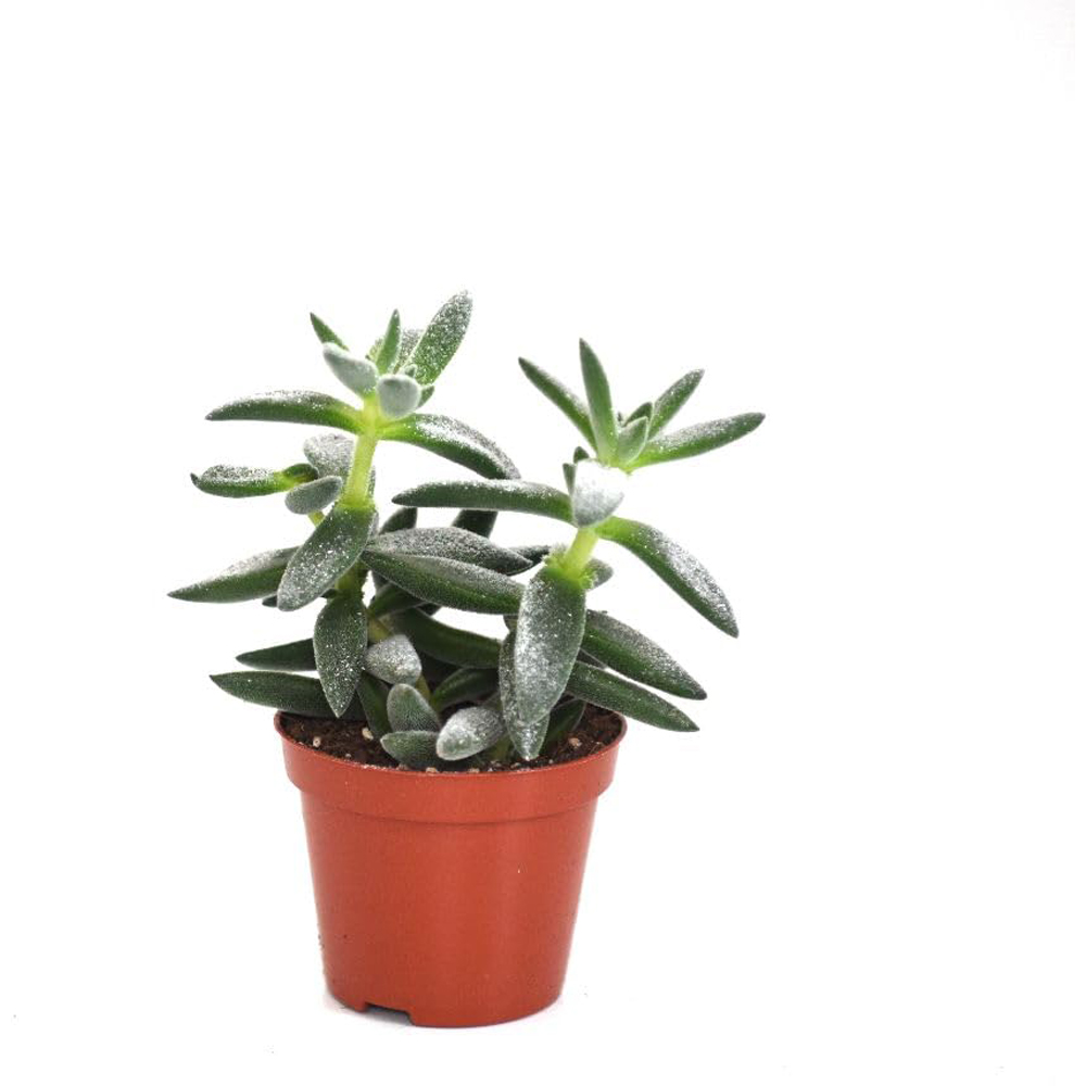 Thompson and Morgan Crassula Tarantula Plant Pot 8.5cm 2 Pack Image 2