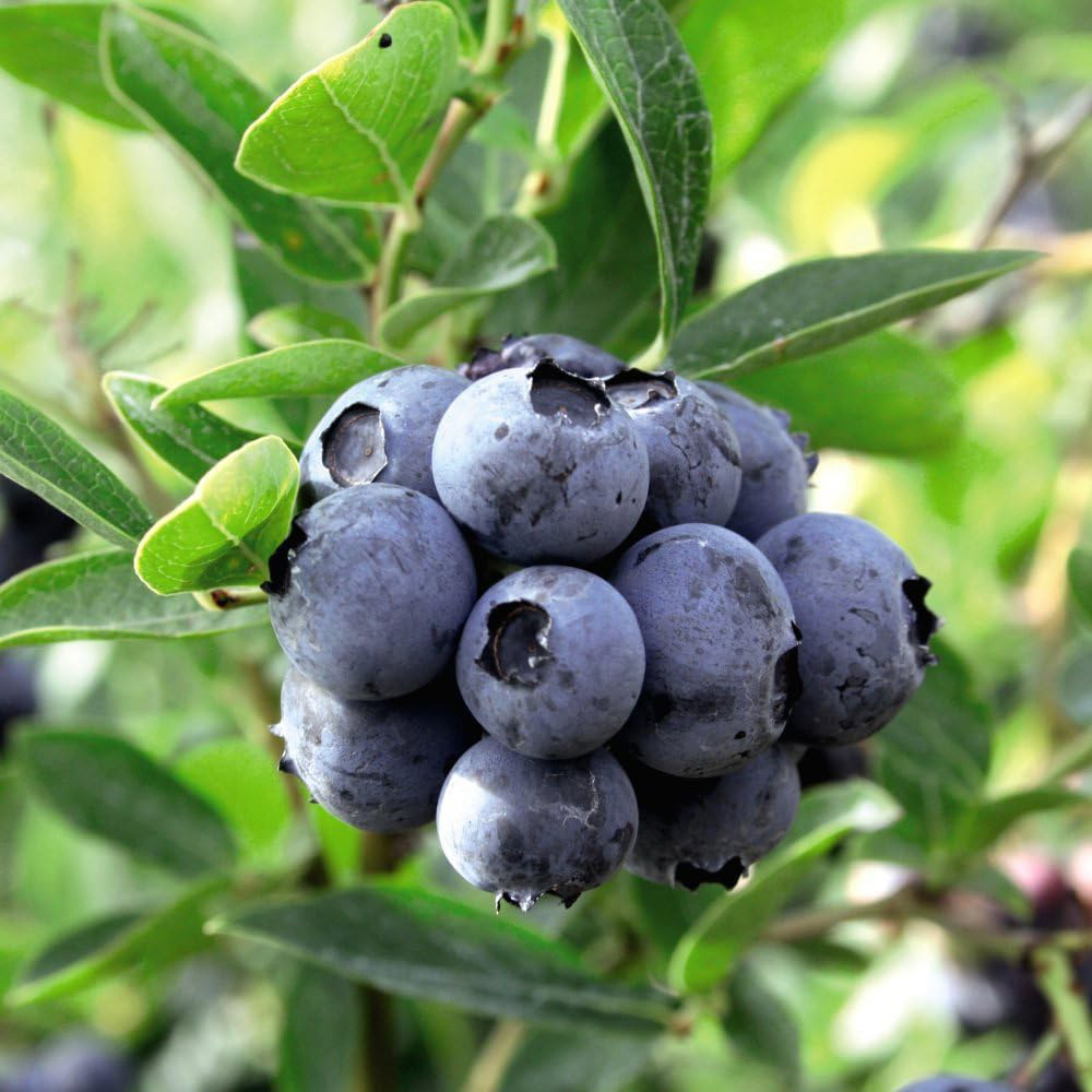 Thompson & Morgan Grow Your Own Fruit Bush Duke Blueberry Plant Pot 2L Image 1