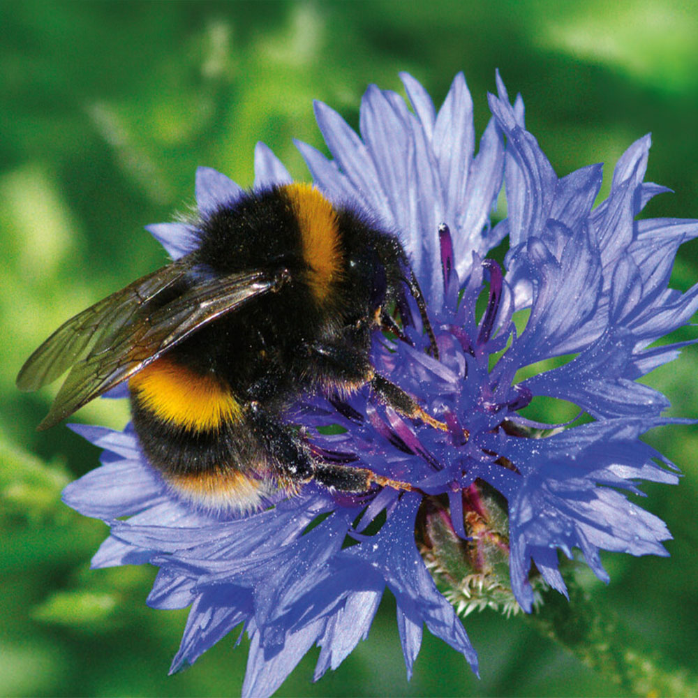 Mixed Bumblebee Friendly Flower Seeds Image 1