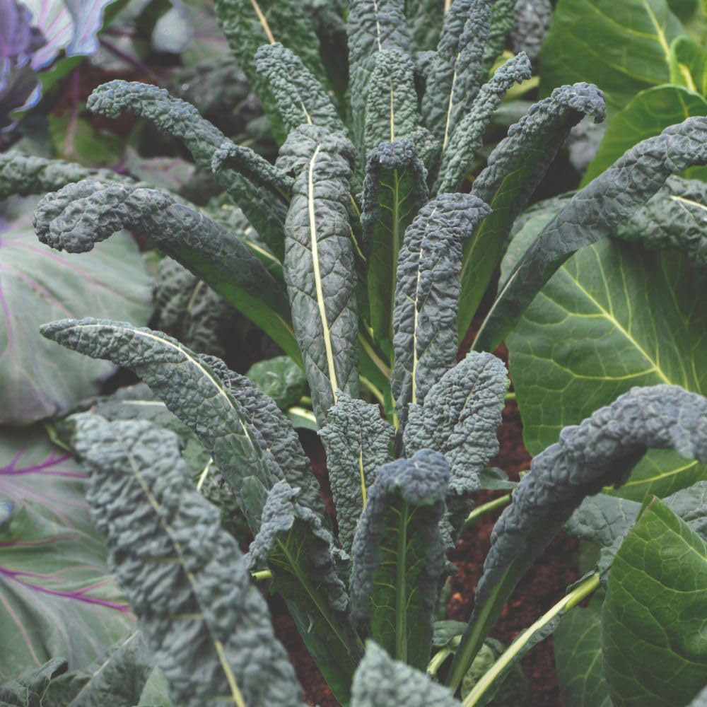Thompson and Morgan Kale Nero di Toscana Seed Packet Image 3
