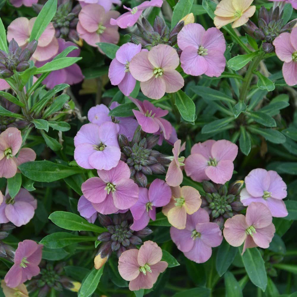 Thompson & Morgan Erysimum Wallflower Artist Paintbox Jumbo Plant Plug 3 Pack Image 3