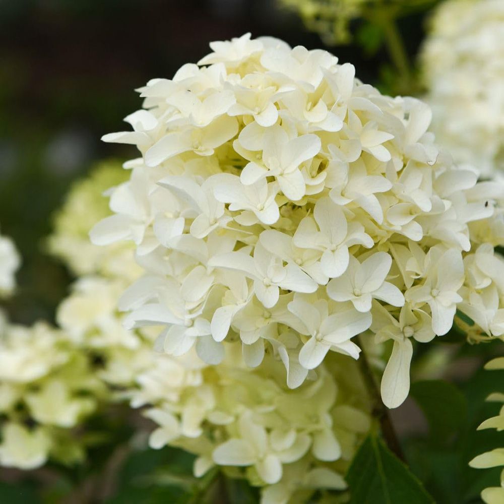 Thompson and Morgan Hydrangea Paniculata Skyfall Plant Pot 3L Image 3