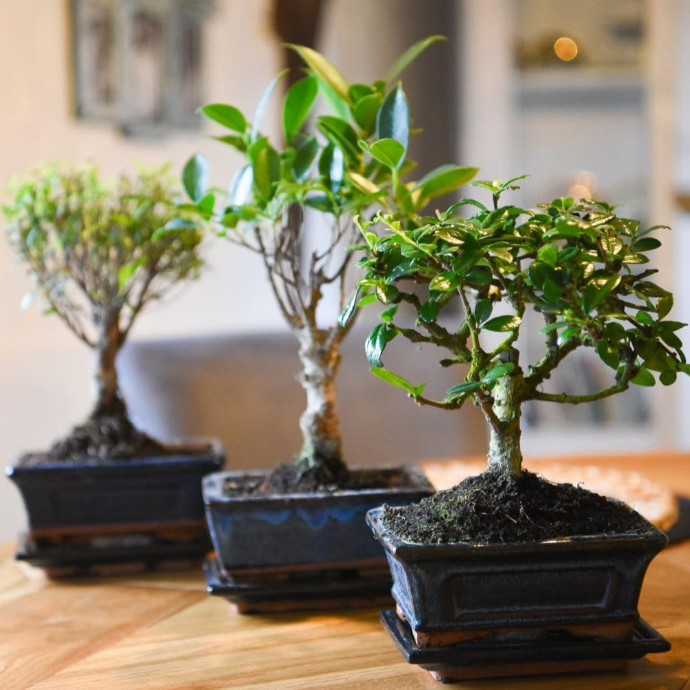 Thompson & Morgan Bonsai Mix Plant Pot 2 Pack Image 1