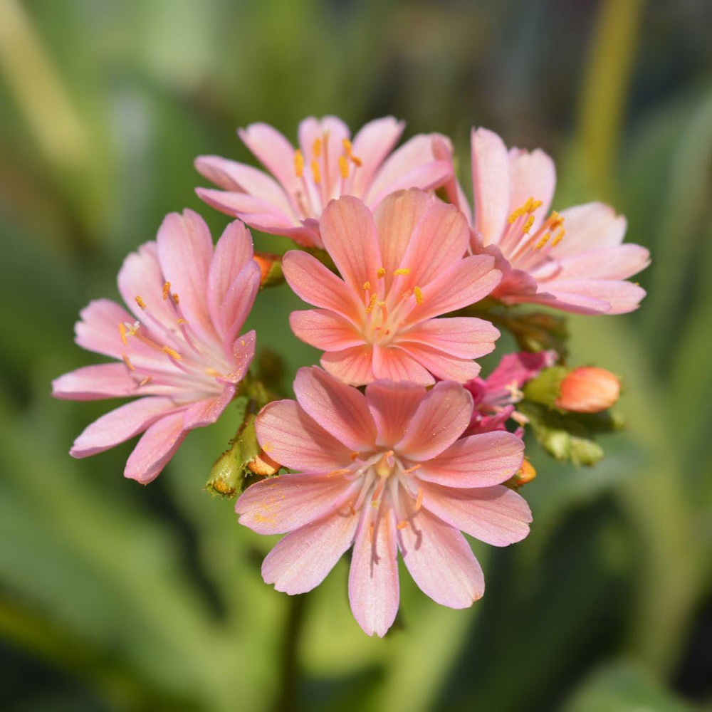 Thompson and Morgan Lewisia Cotyledon Mountain Dreams Plant Pot 10.5cm 2 Pack Image 1