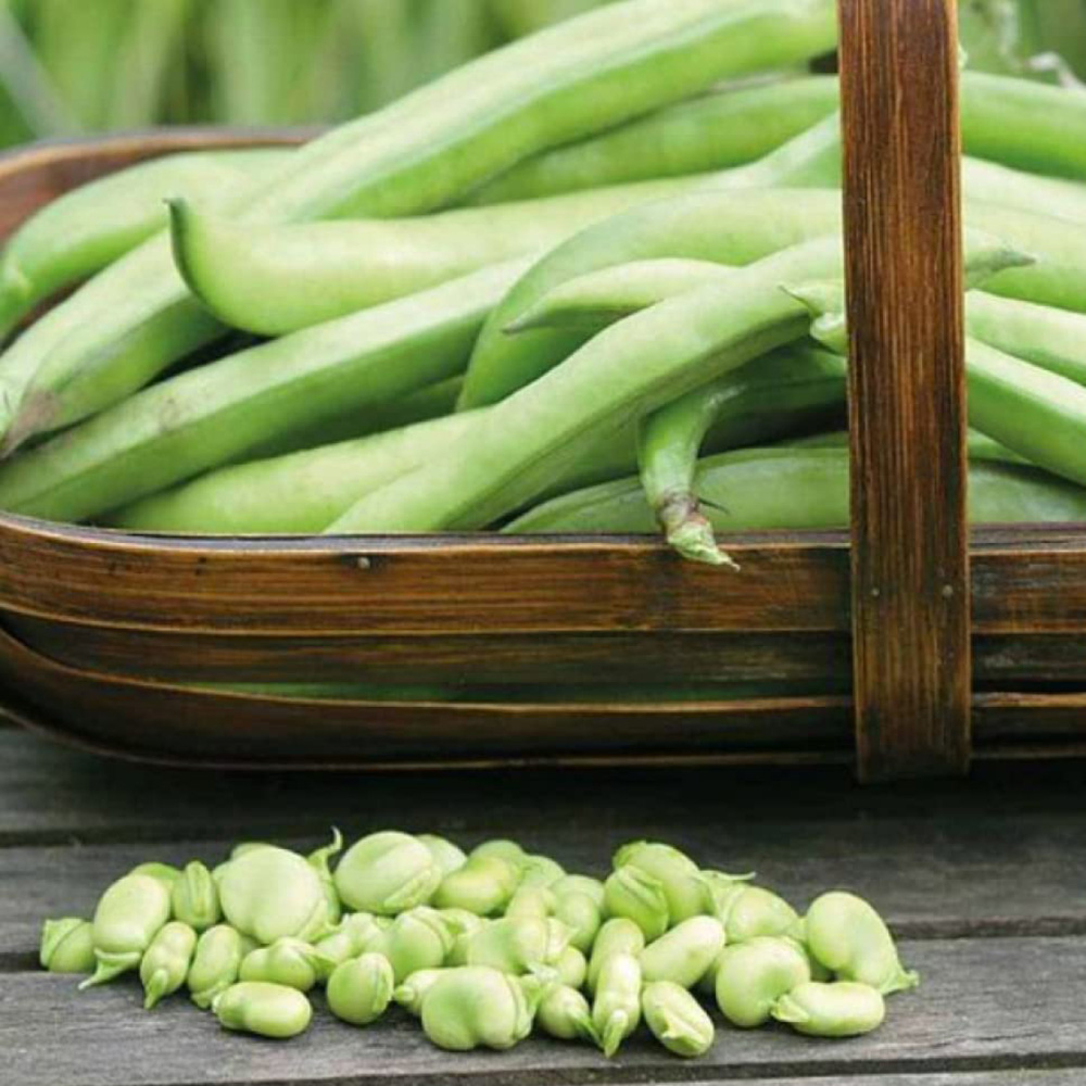 Thompson and Morgan Broad Bean Masterpiece Green Longpod Seeds Image 2