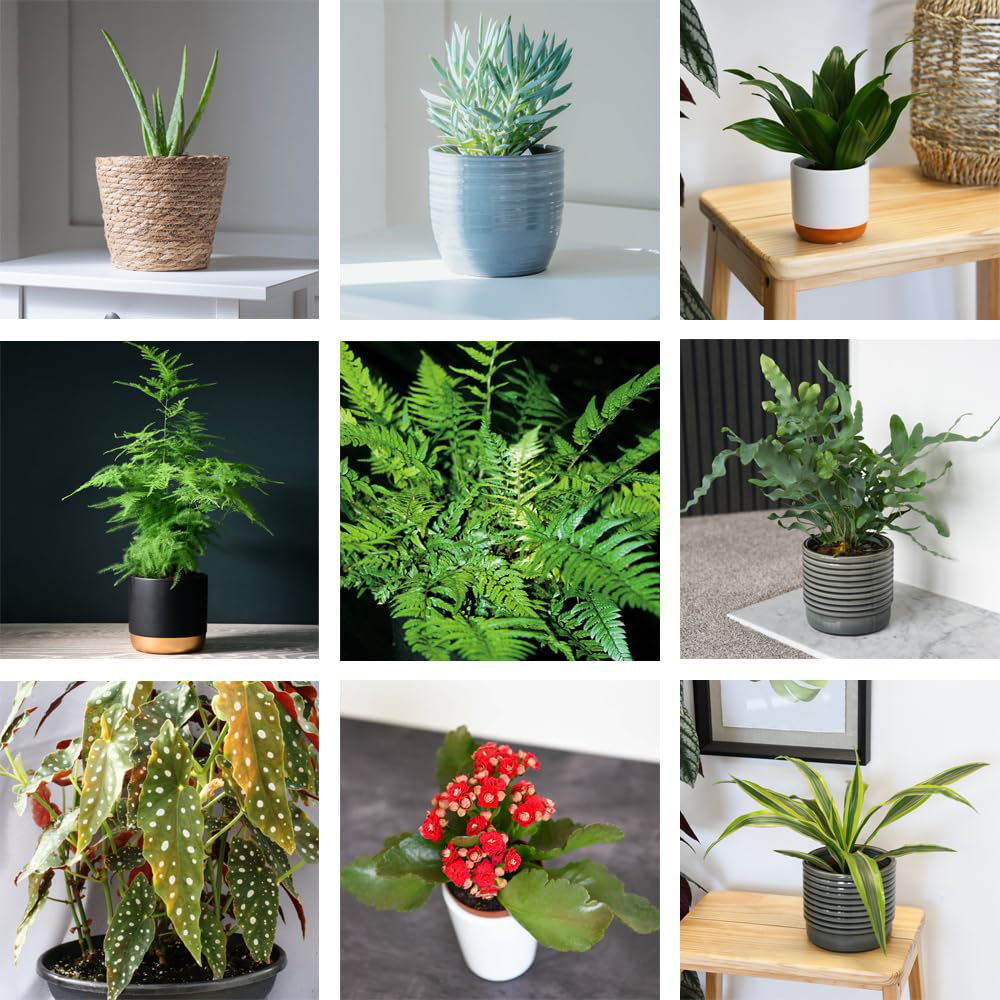Thompson and Morgan Nurserymans Choice Hanging Plant Pot 14cm 6 Pack Image