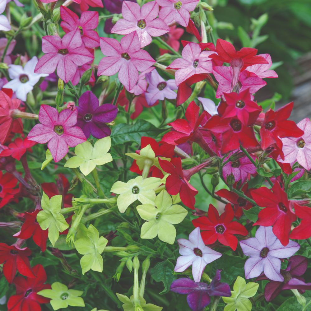 Thompson and Morgan Nicotiana Eau De Cologne Garden Ready Plant 15 Pack Image 1