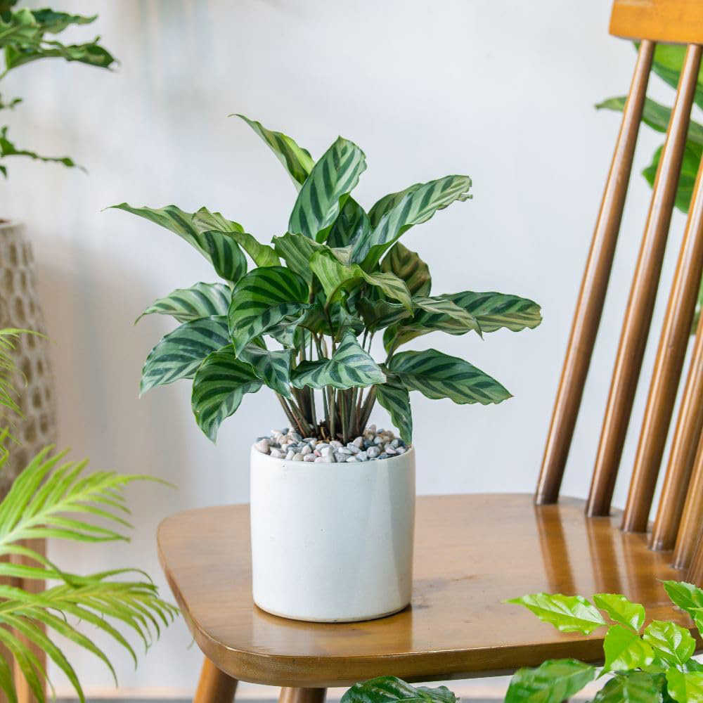 Thompson and Morgan Calathea Concinna Freddie Plant Pot 12cm 2 Pack Image 3
