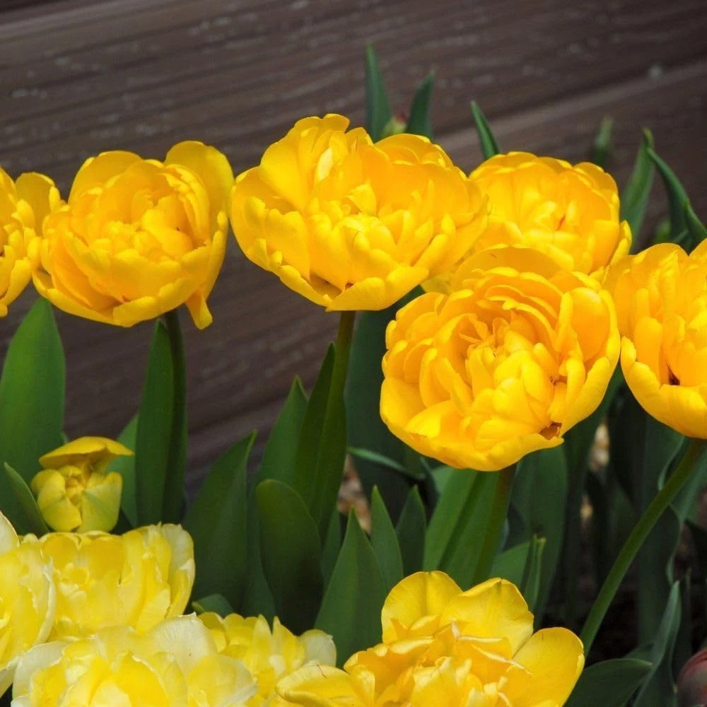 Thompson and Morgan Tulip Secret Perfume Planting Bulb 32 Pack Image 2