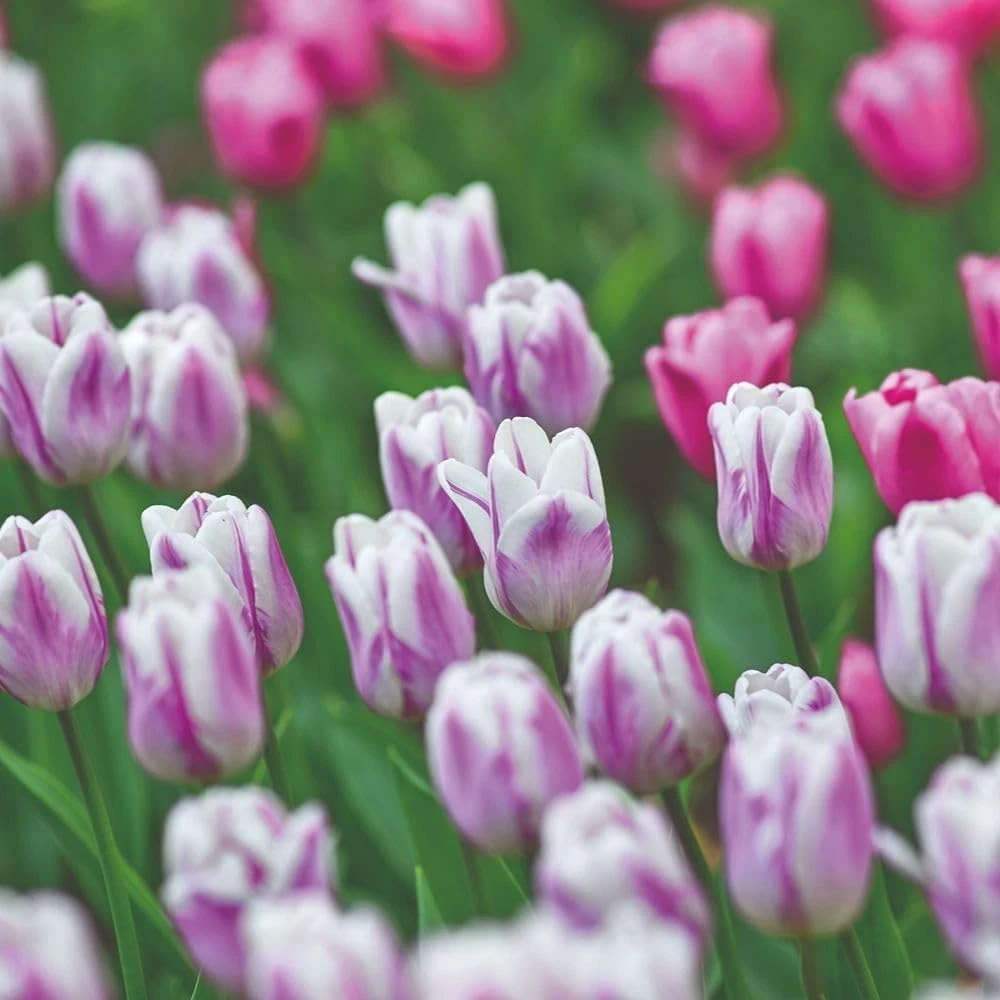 Thompson and Morgan Tulip Flaming Flag Planting Bulb 8 Pack Image 4