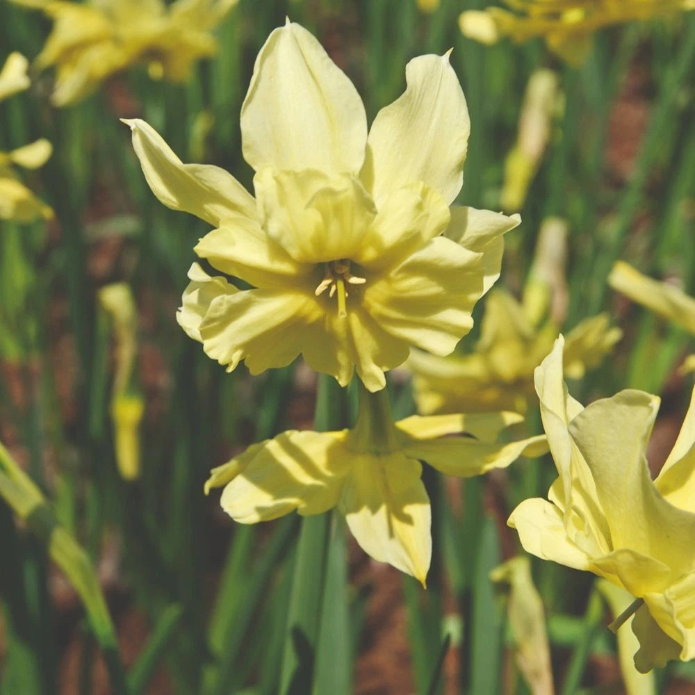 Thompson and Morgan Narcissus Exotic Mystery Lime Yellow Planting Bulb 20 Pack Image 4
