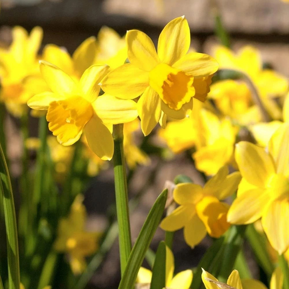Thompson and Morgan Daffodil Chuckles Planting Bulb 16 Pack Image 1
