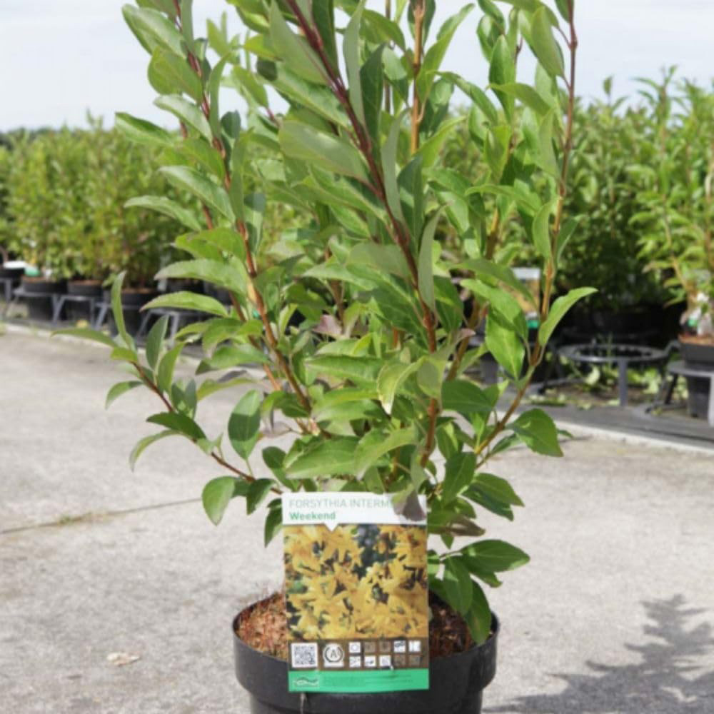 Thompson and Morgan Forsythia and Intermedia Weekend Plant Pot 3L Image 3