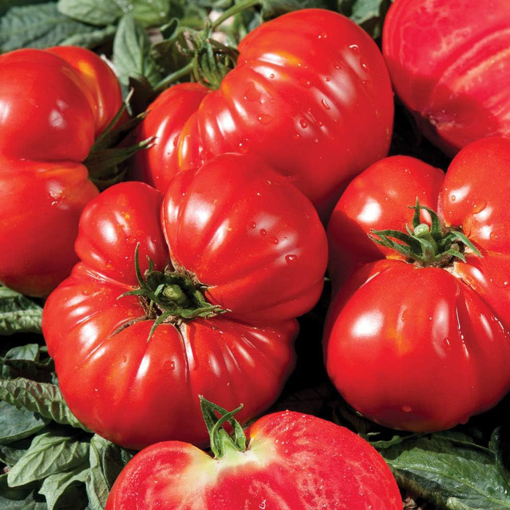 Thompson & Morgan F1 VOTY Tomato Gourmandia Seed Packet Image 2