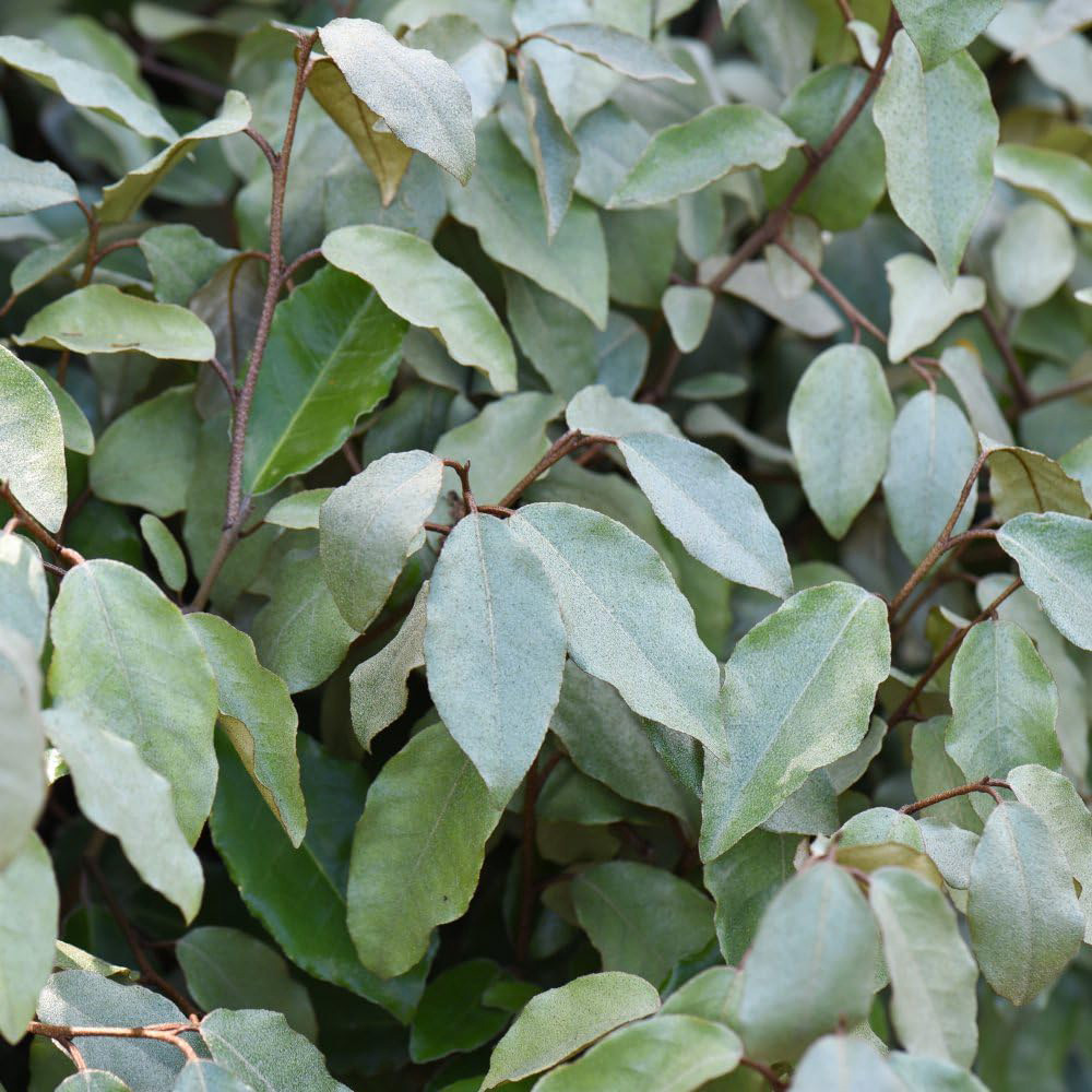 Thompson and Morgan Elaeagnus Ebbingei Plant Pot 35L Image 2