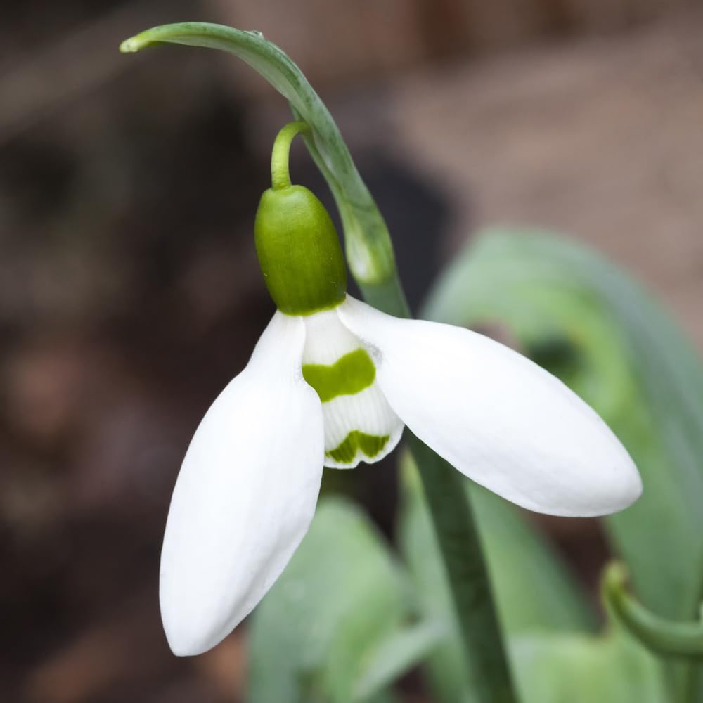 Thompson and Morgan Christmas Gift Snowdrops Plant in Cream Zinc Pot 13cm Image 4