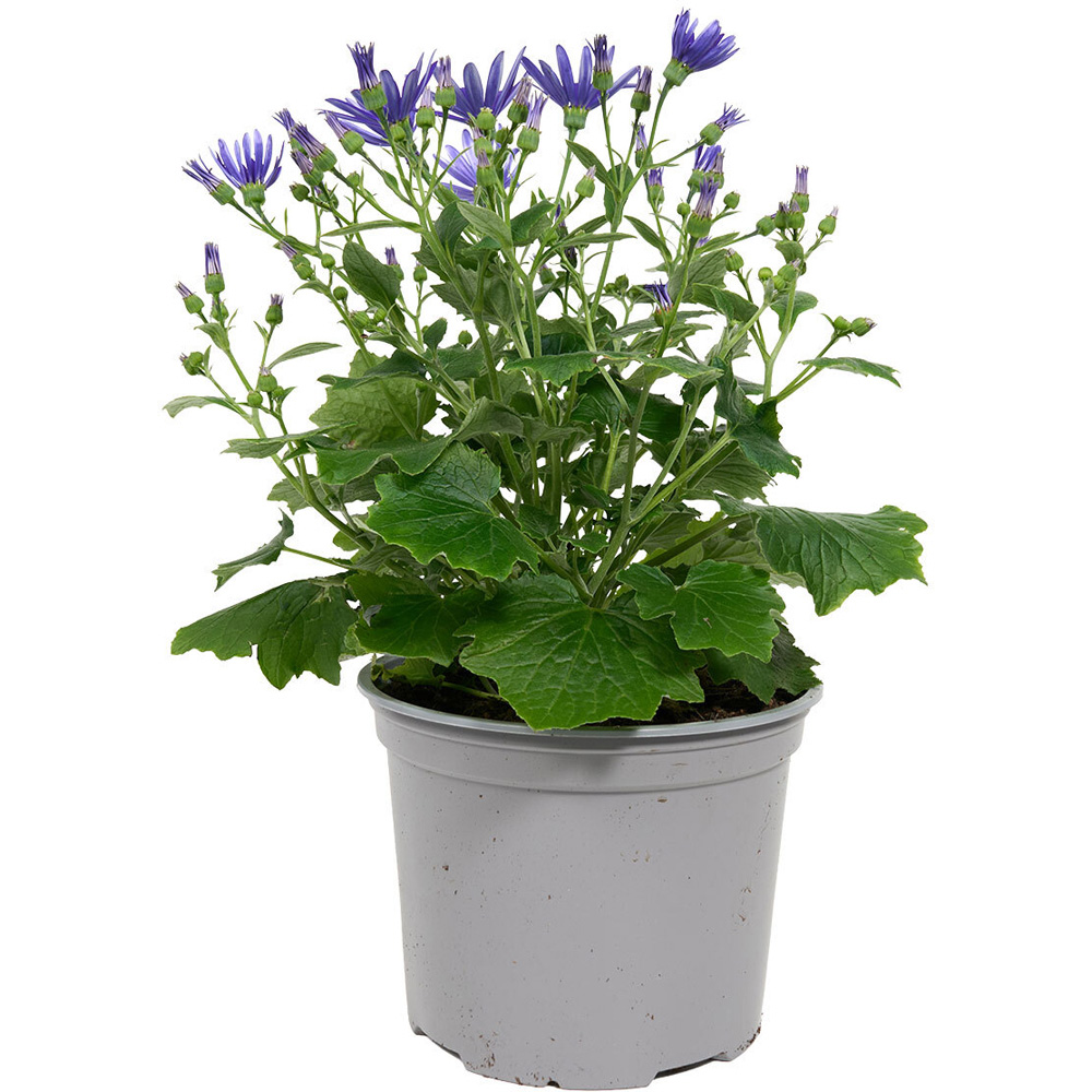 Senetti Plant Image 2