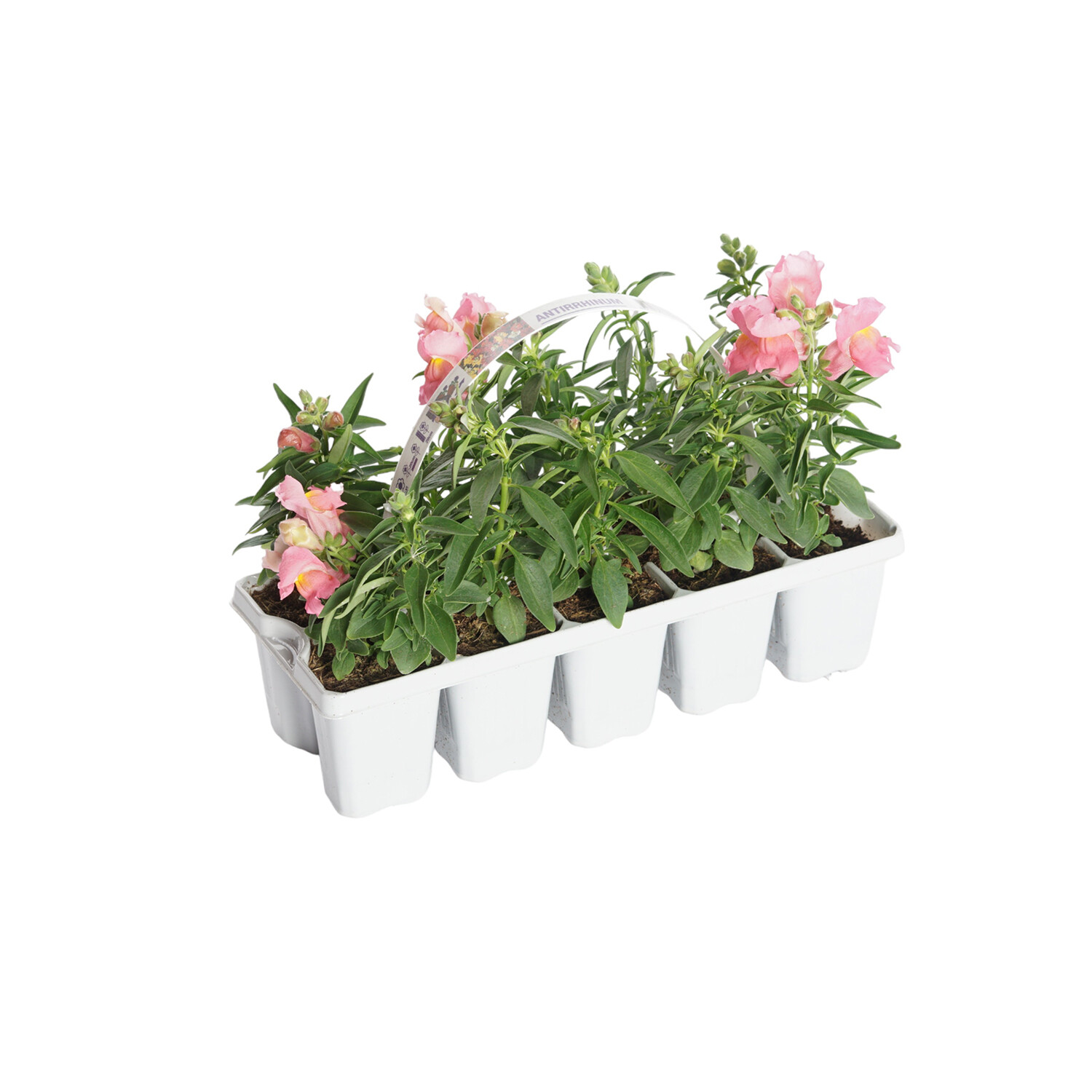 Antirrhinum Bedding - Multicolour Image