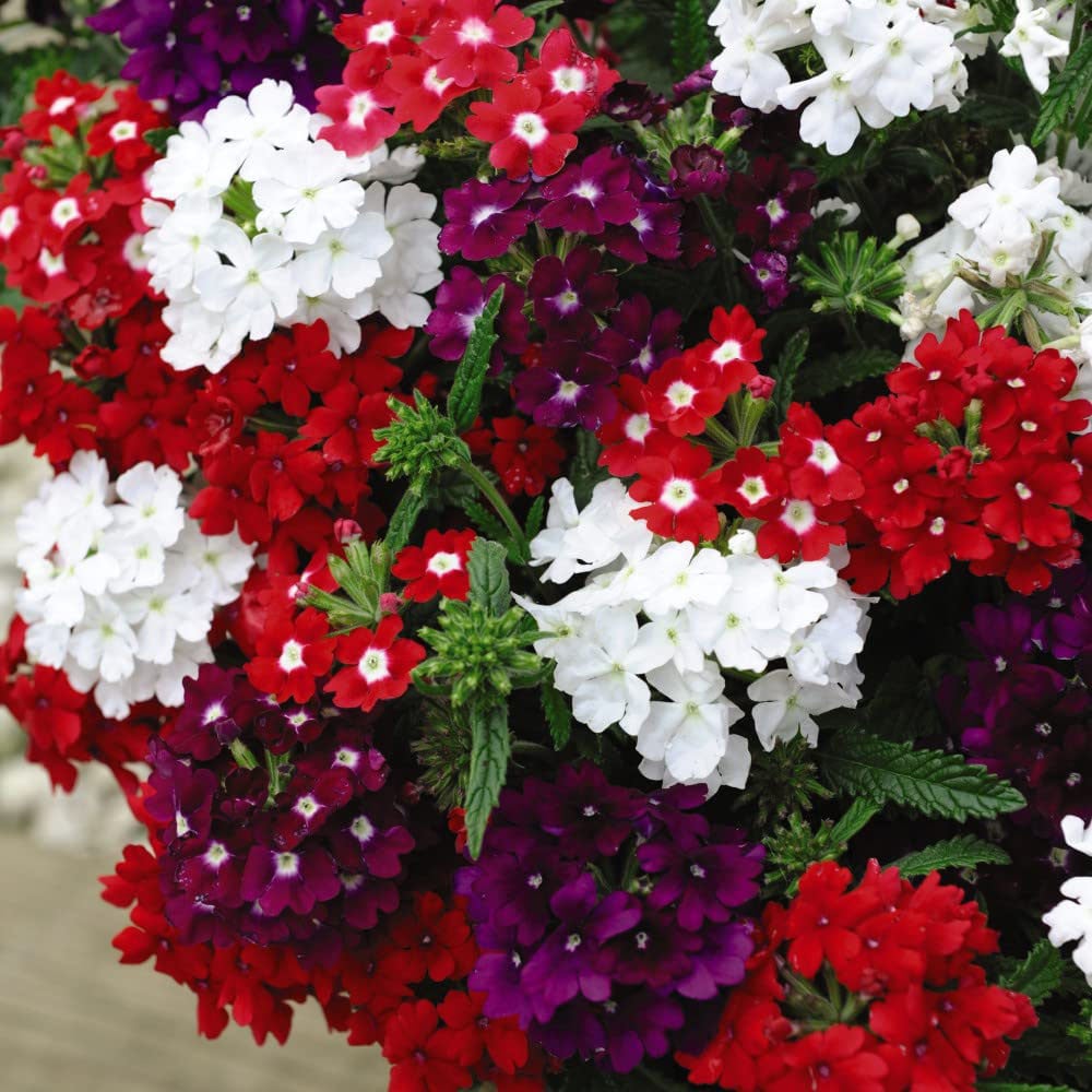 Thompson and Morgan Garden Container Collection Garden Ready Plant 120 Pack Image 5