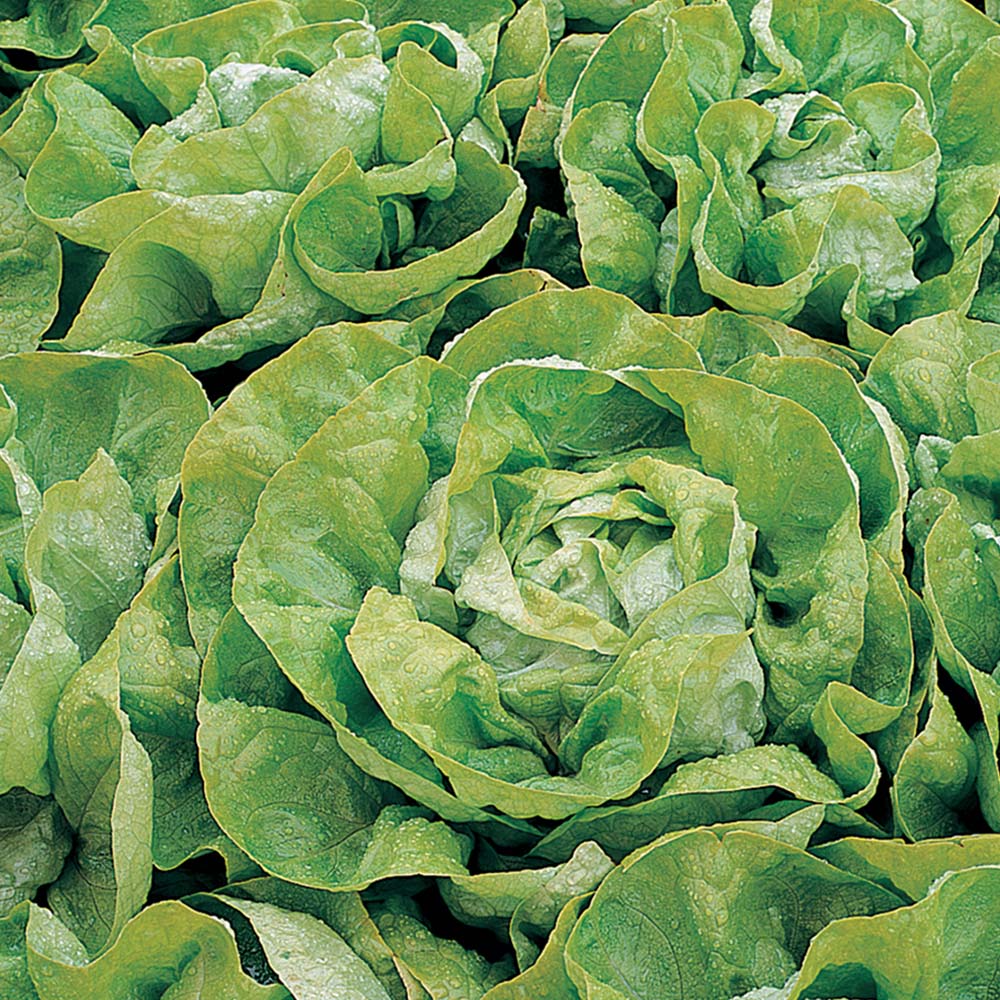 Thompson & Morgan Lettuce Butterhead Arctic King 500 Seeds Packet Image 1