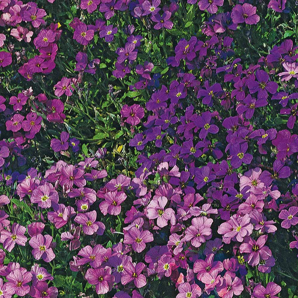 Wilko Aubertia Large Flower Mix Seeds Image 1