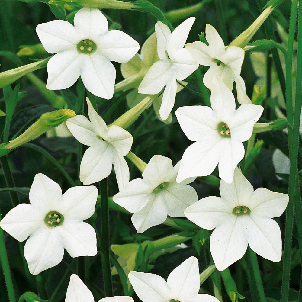 Thompson and Morgan Nicotiana Affinis Garden Ready Plant 30 Pack Image 1