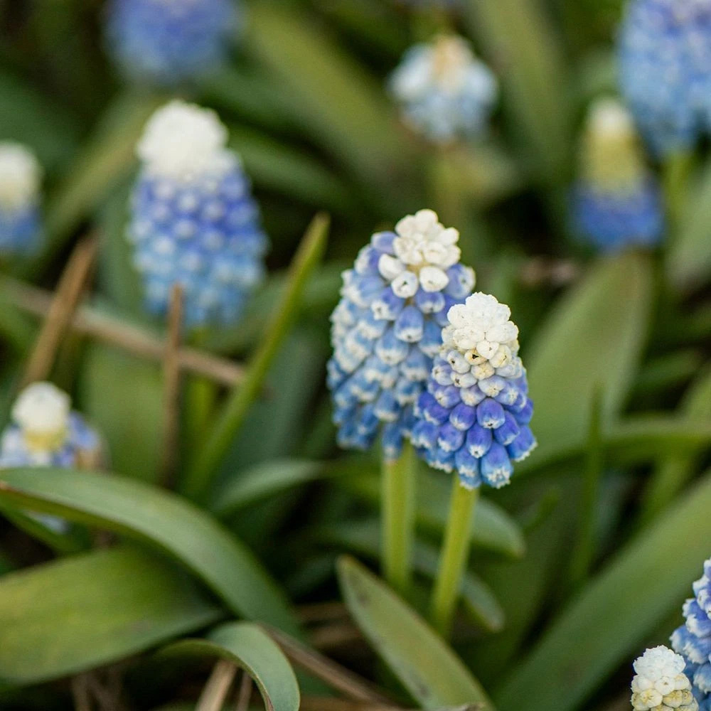Thompson and Morgan Muscari Mountain Lady Autumn Planting Bulb 32 Pack Image 6