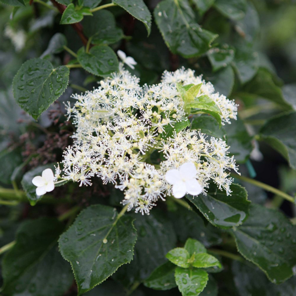 Thompson and Morgan Hydrangea Petiolaris Plant Pot 9cm 2 Pack Image 2