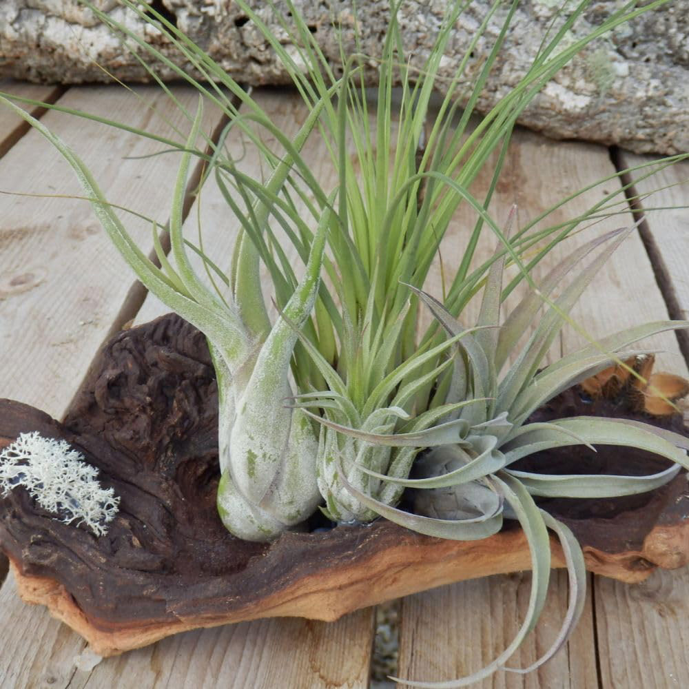 Thompson & Morgan 4 Air Plants on Bog Wood 2 Pack Image 1