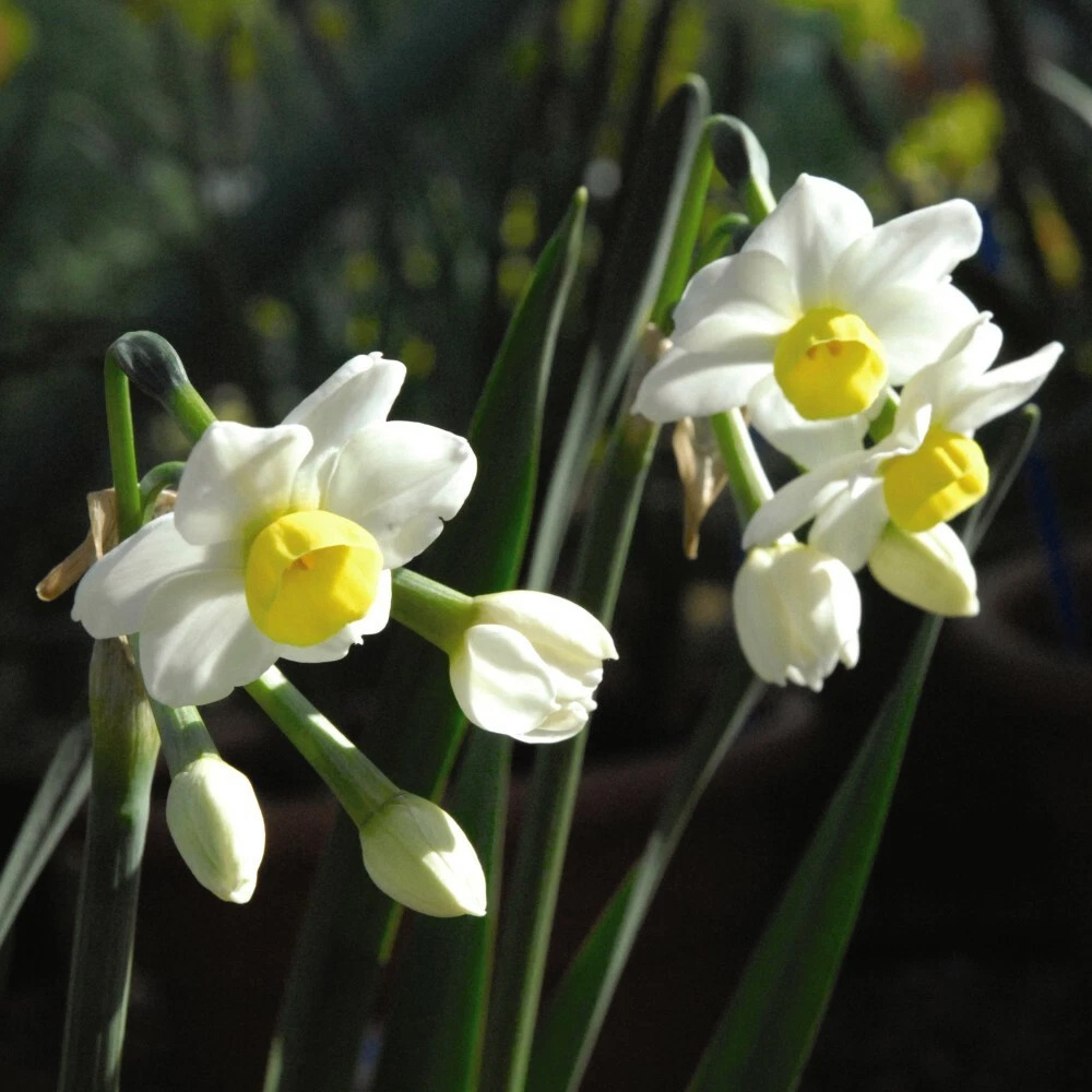Thompson and Morgan Daffodil Minnow Planting Bulb 20 Pack Image 4